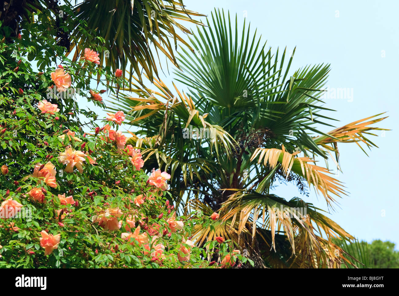 Parte della struttura Palm tree "trachycarpus fortunei' e blossom bush nel parco Foto Stock