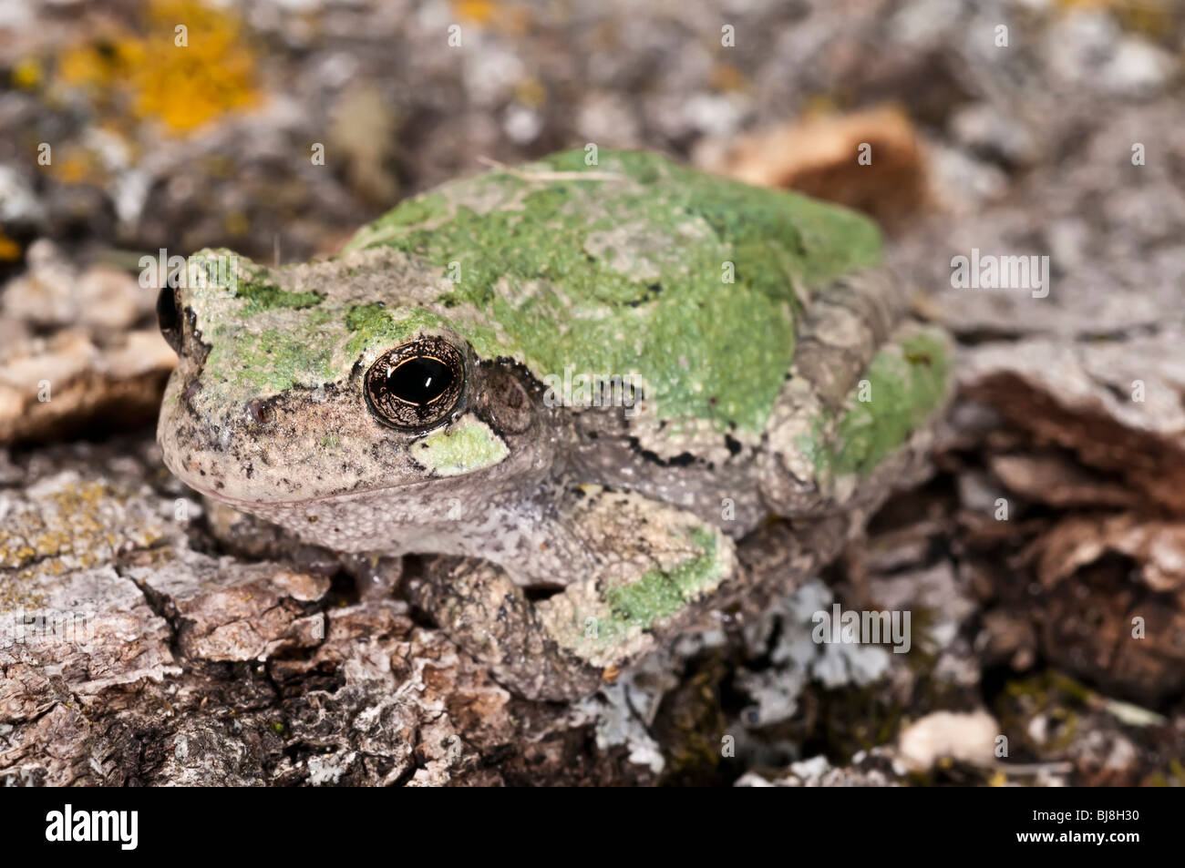Grigio raganella, Hyla versicolor, femmina, STATI UNITI D'AMERICA Foto Stock