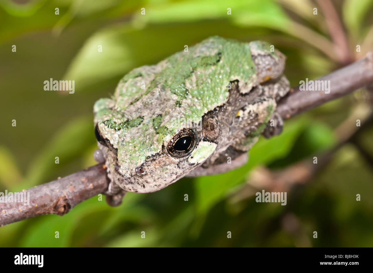 Grigio raganella, Hyla versicolor, femmina, STATI UNITI D'AMERICA Foto Stock