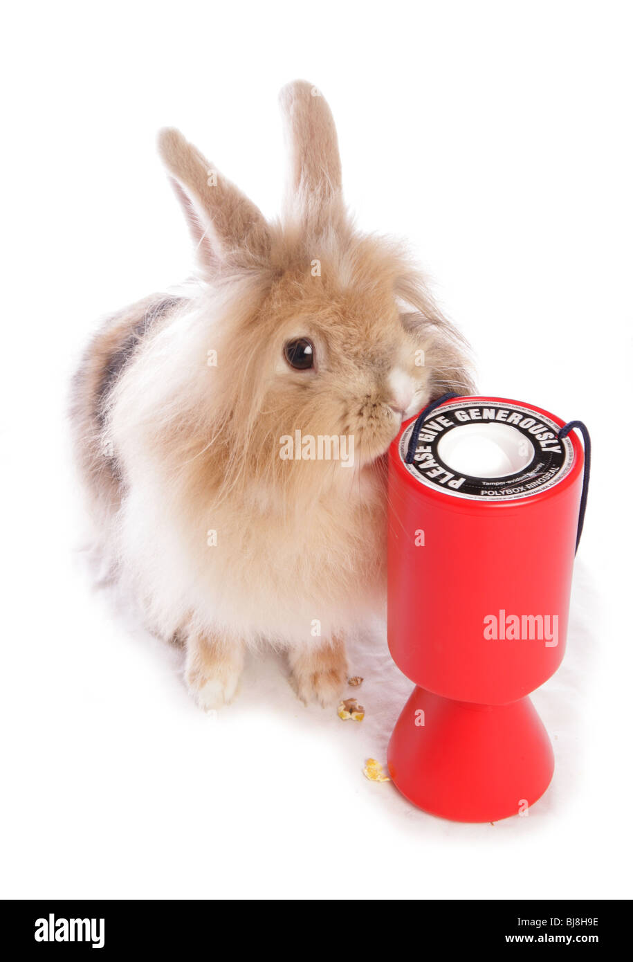 Il coniglio domestico Unica femmina adulta con raccolta stagno Studio, Regno Unito Foto Stock