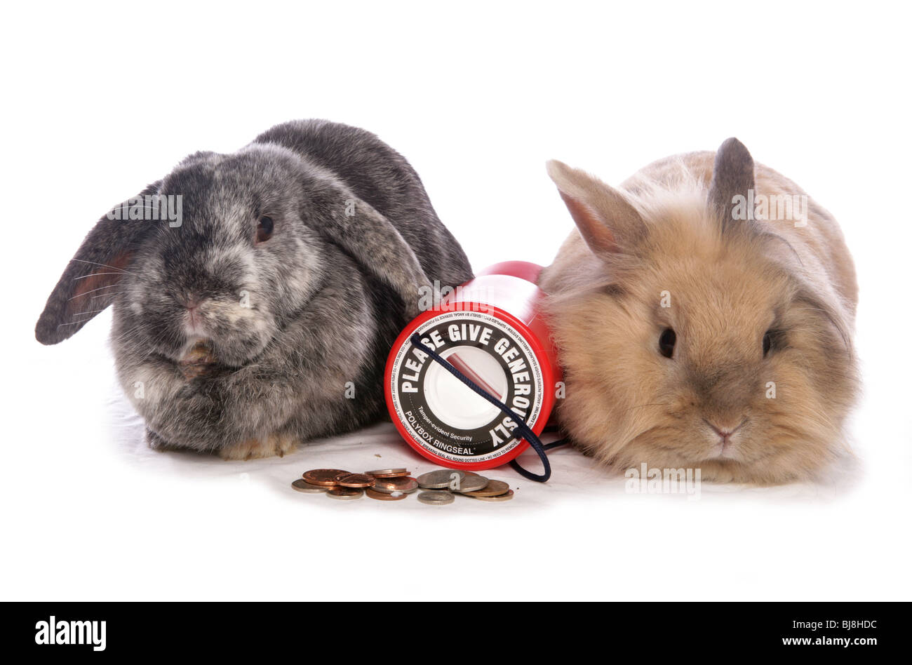 Il coniglio domestico due femmine adulte con raccolta stagno Studio, Regno Unito Foto Stock