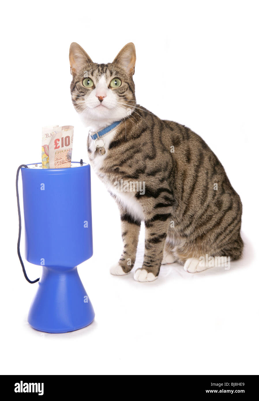 Gatto con raccolta di fondi stagno Studio, REGNO UNITO Foto Stock
