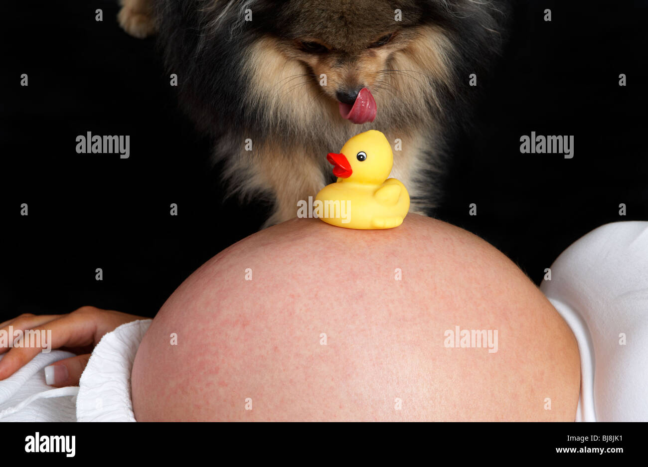 8 mese di gravidanza della donna di 30 anni di età con baby bump e piccolo Pomerania cane e giallo anatra giocattolo Foto Stock