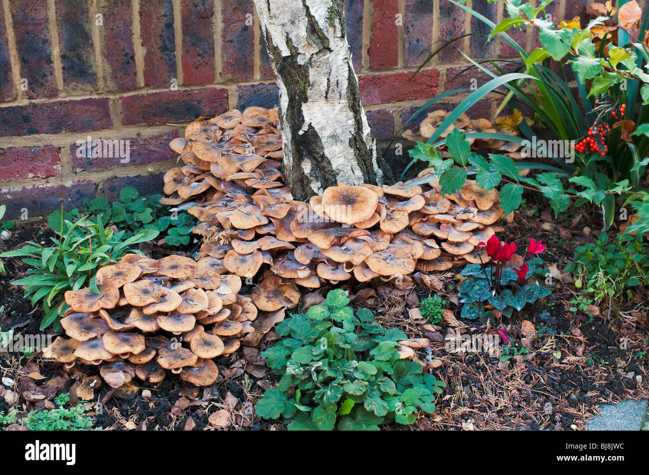 Chiodino o fungo per boccole cresce tra le altre piante da giardino Foto Stock