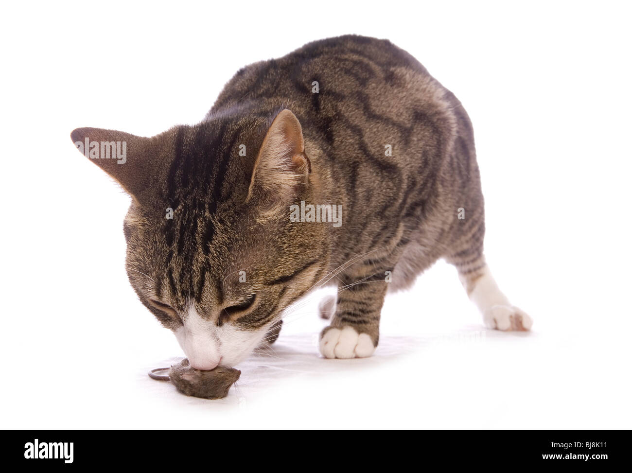 Il gatto domestico singolo adulto femmina con dead mouse Studio, REGNO UNITO Foto Stock