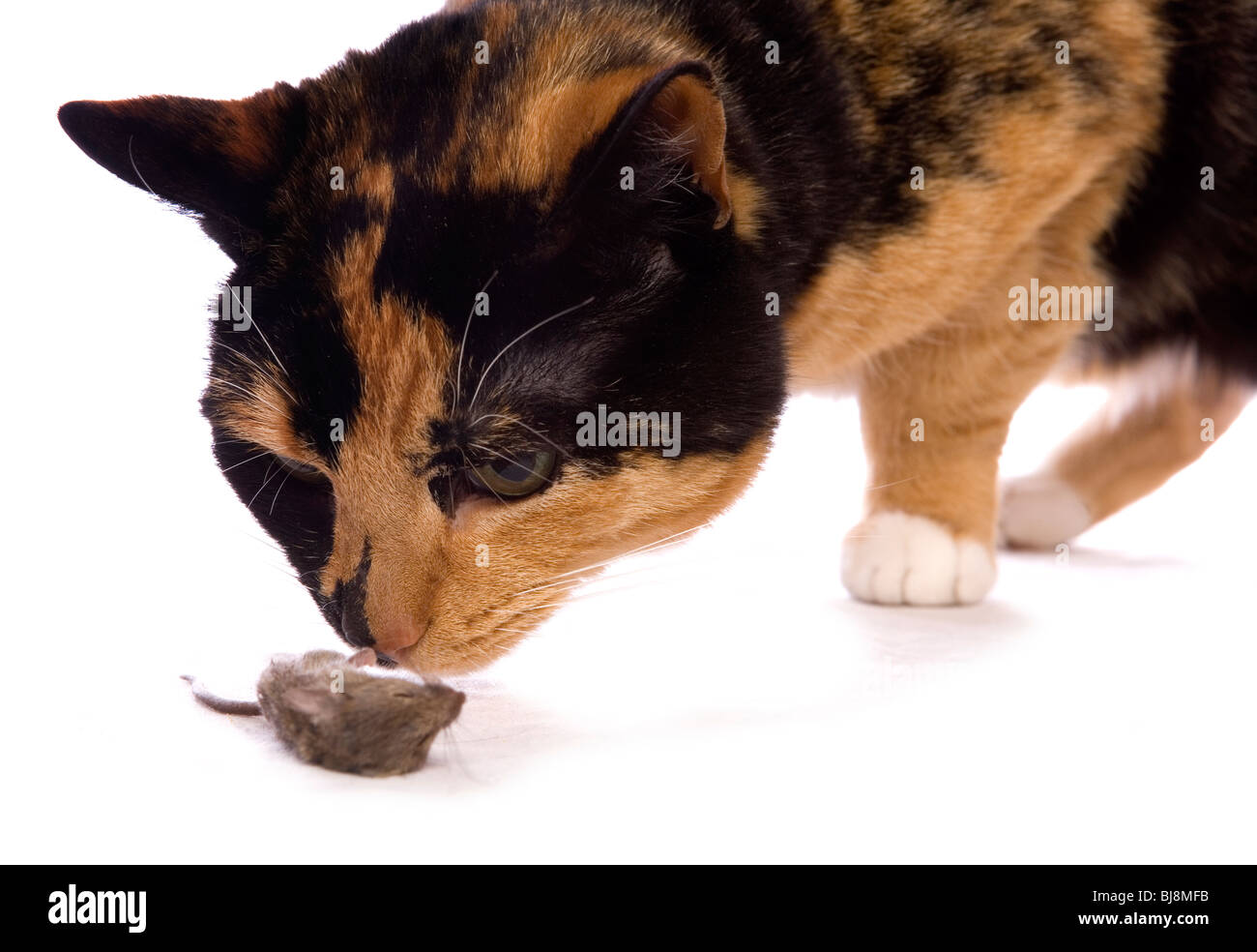 Il gatto domestico singolo adulto femmina con dead mouse Studio, REGNO UNITO Foto Stock
