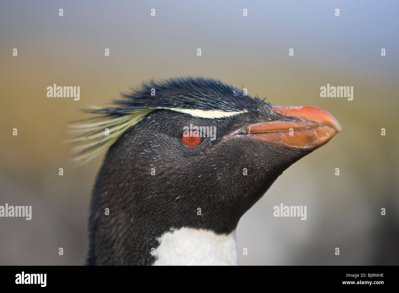 Pinguino saltaroccia Eudyptes chrysocome Felsenpinguin Rookery Saunders Island Isole Falkland Foto Stock