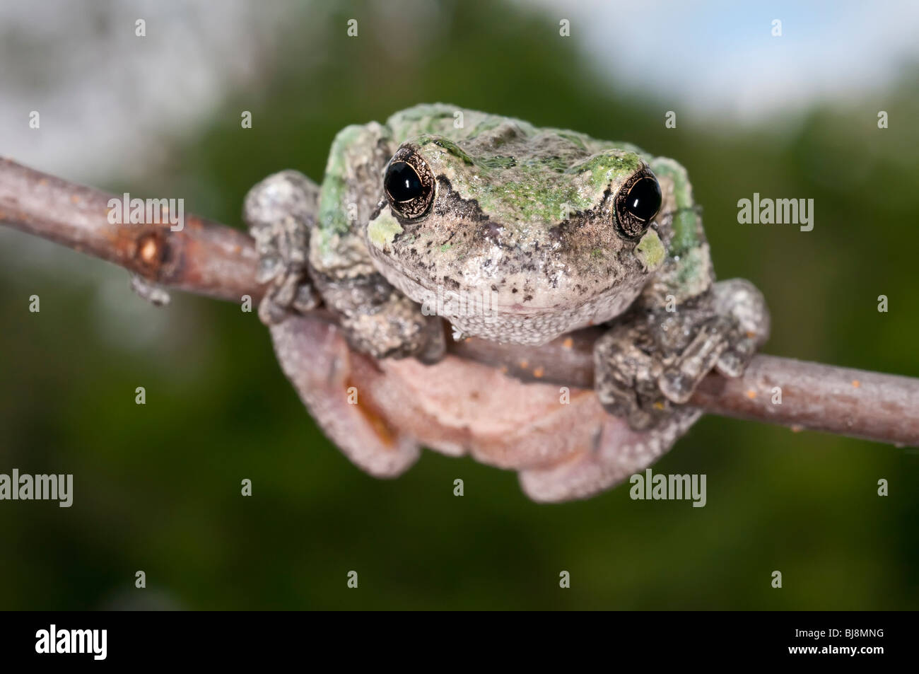 Grigio raganella, Hyla versicolor, femmina, STATI UNITI D'AMERICA Foto Stock