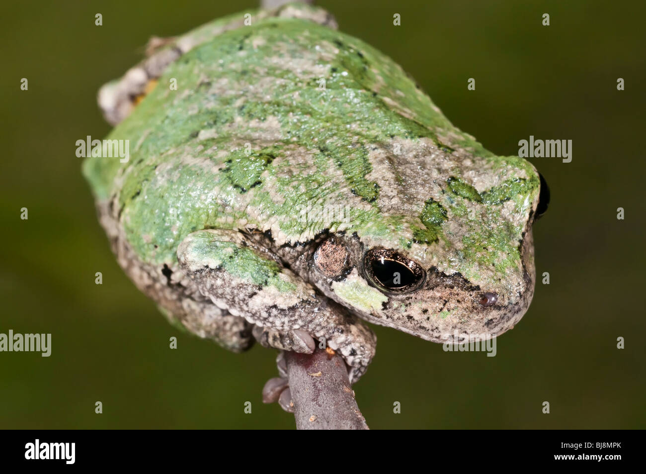 Grigio raganella, Hyla versicolor, femmina, STATI UNITI D'AMERICA Foto Stock