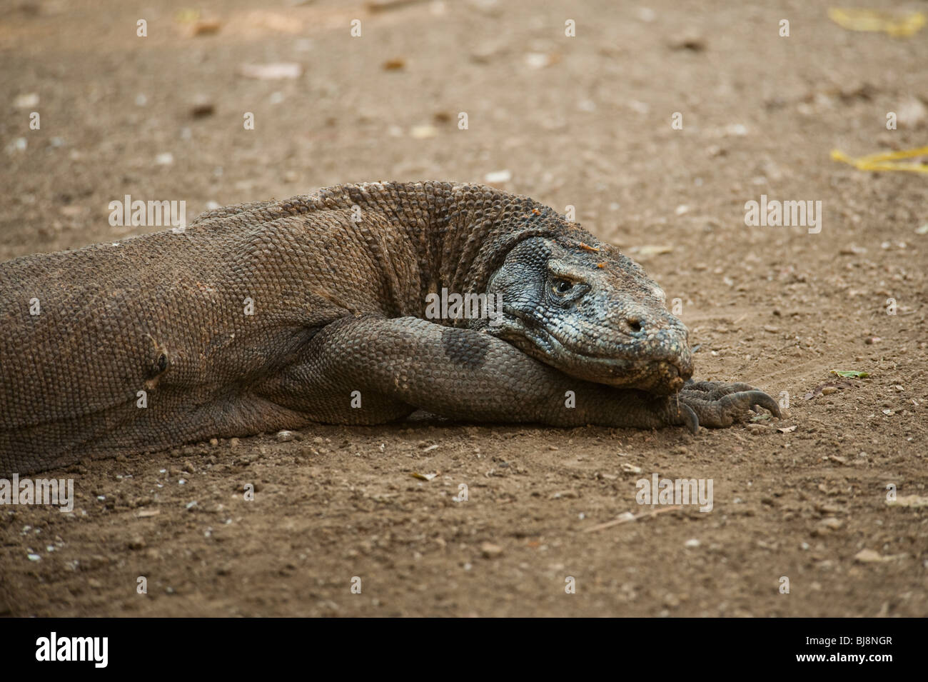 Drago di Komodo Foto Stock