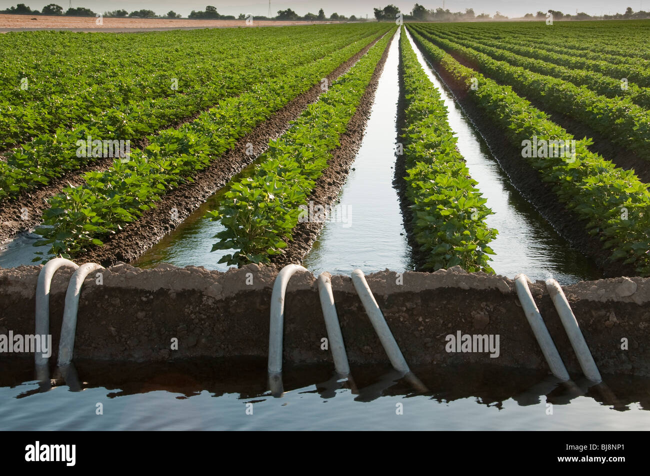 Un irrigato California campo di cotone con tubi flessibili. Foto Stock