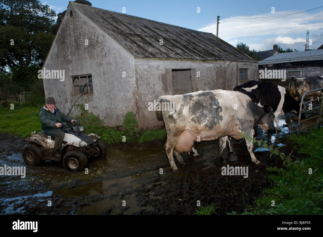 Felice agricoltore senior imbrancandosi sue vacche a casa la sera Foto Stock