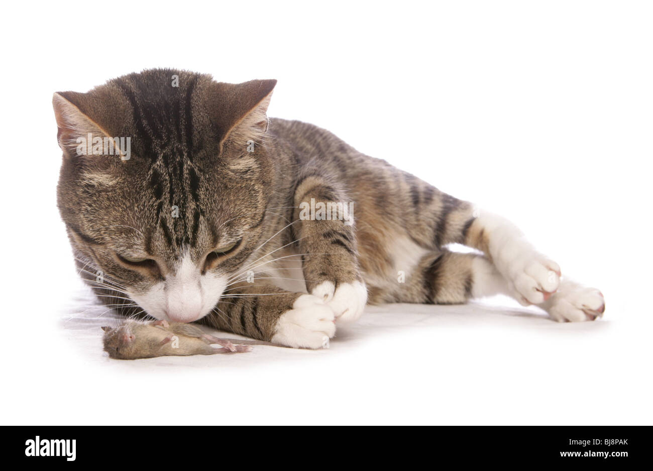 Il gatto domestico singolo adulto femmina con dead mouse Studio, REGNO UNITO Foto Stock