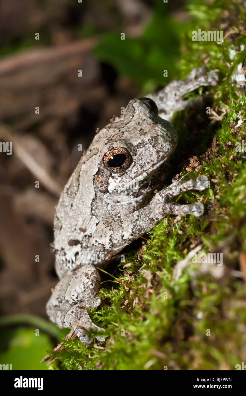 Grigio orientale raganella, Hyla versicolor, femmina, STATI UNITI D'AMERICA Foto Stock