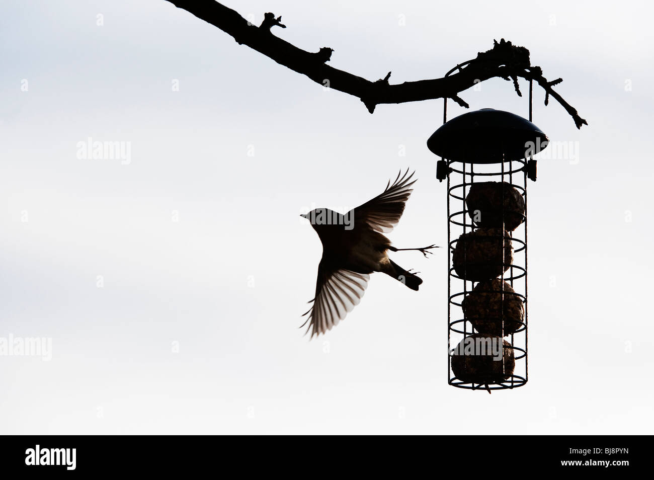 Silhouette di Robin volare un grasso alimentatore a sfera pendente da un albero in un giardino. Regno Unito Foto Stock Silhouette di Robin volare un grasso alimentatore a sfera pendente da un albero in un giardino. Regno Unito Foto Stock