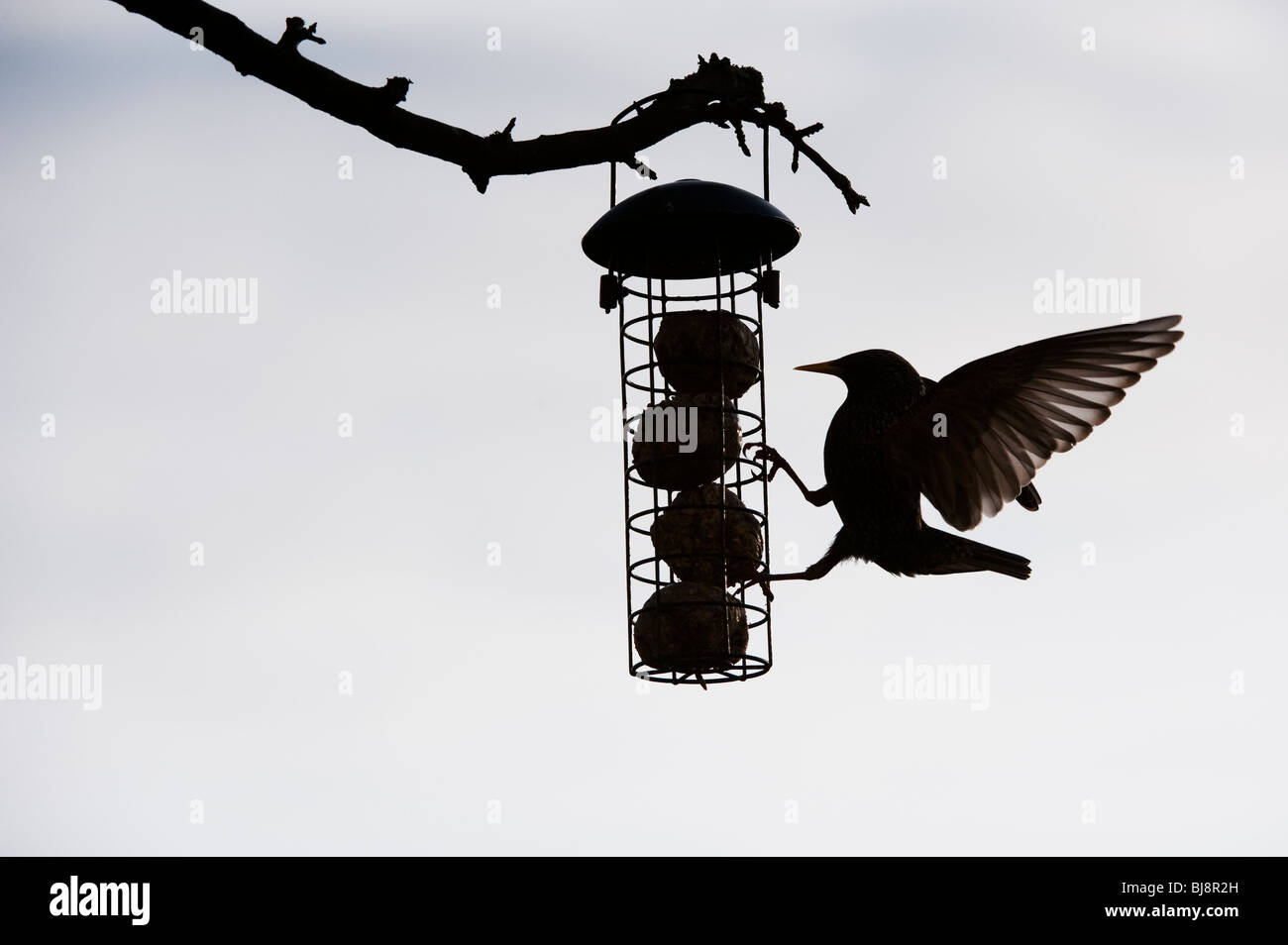 Lo Sturnus vulgaris. Silhouette di Starling su un grasso alimentatore a sfera pendente da un albero in un giardino. Regno Unito Foto Stock