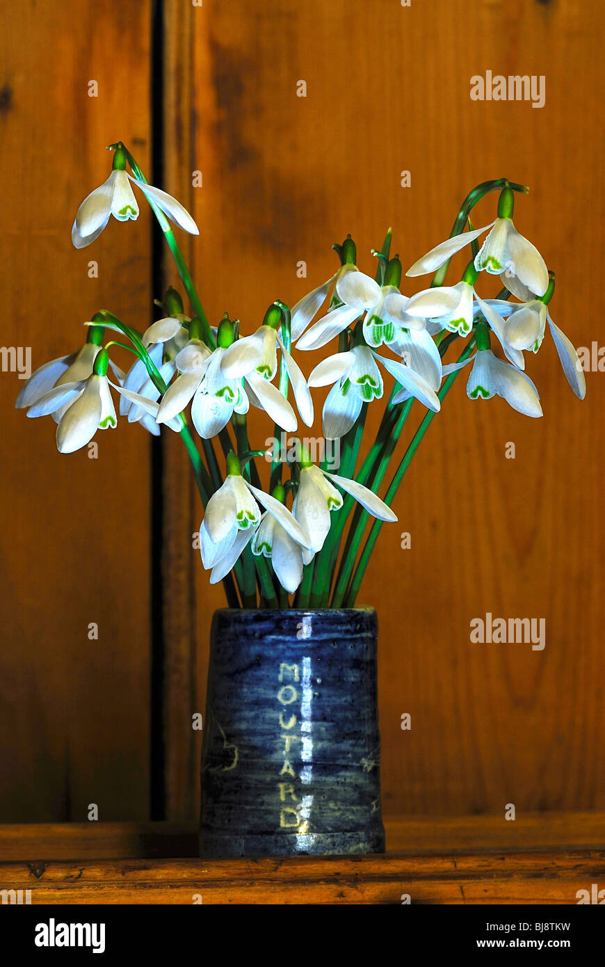Snowdrops in vaso sul comò. Febbraio 2010 Foto Stock