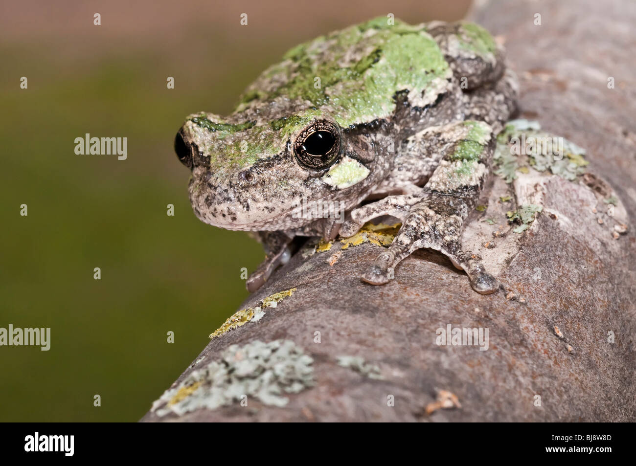 Grigio raganella, Hyla versicolor, femmina, STATI UNITI D'AMERICA Foto Stock