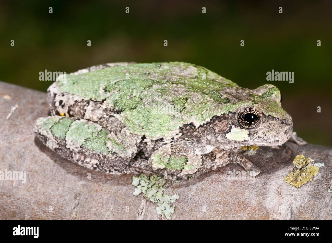 Grigio raganella, Hyla versicolor, femmina, STATI UNITI D'AMERICA Foto Stock
