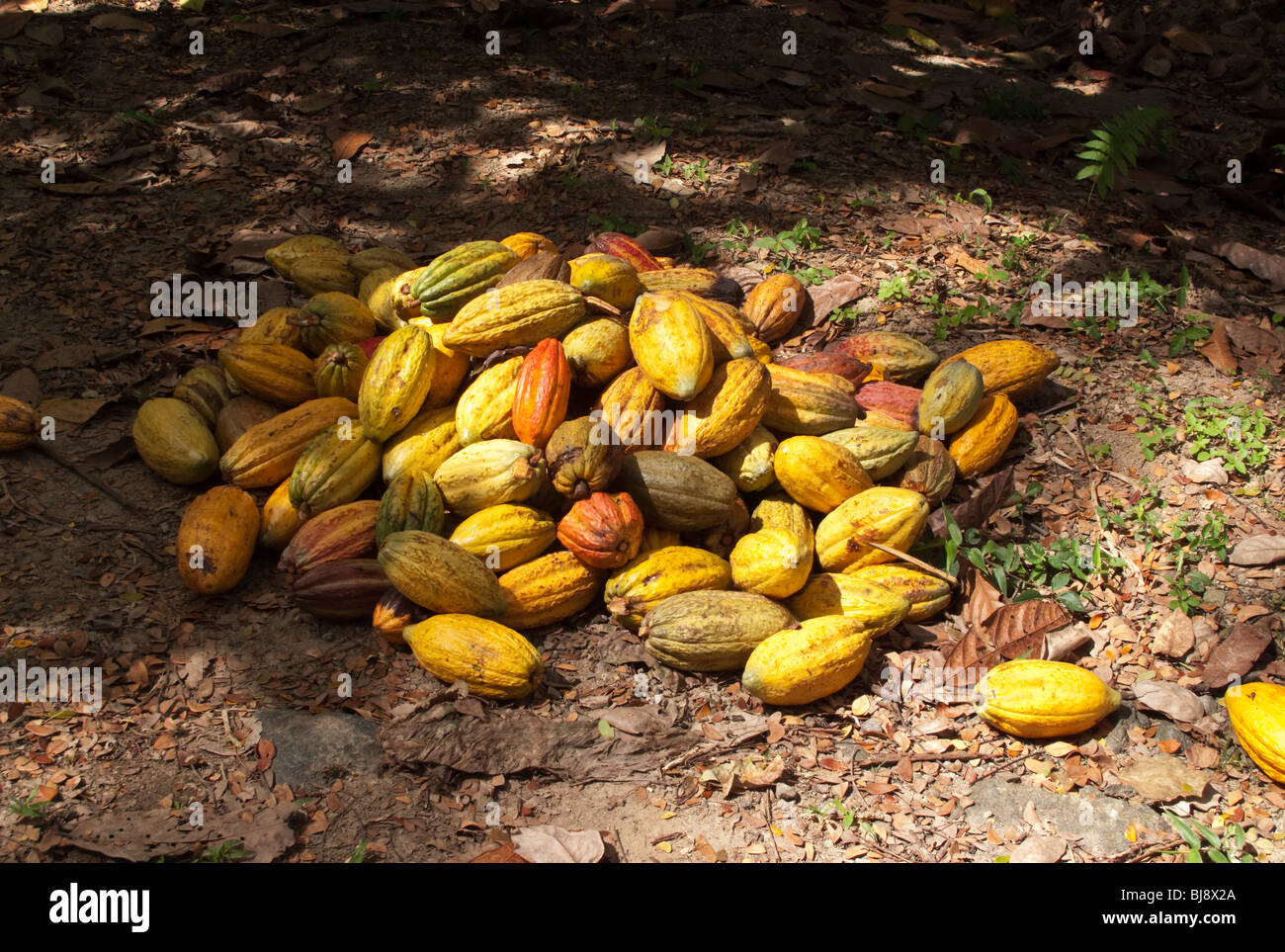 Un palo di colmo di raccolte di recente il cacao Cialde Tobago Caraibi Foto Stock