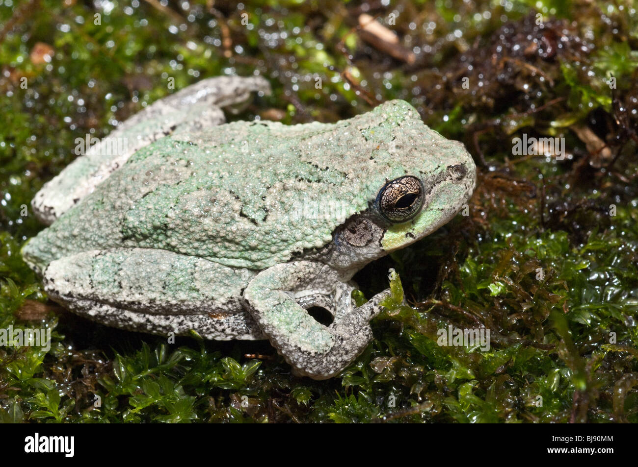 Grigio orientale raganella, Hyla versicolor, STATI UNITI D'AMERICA Foto Stock