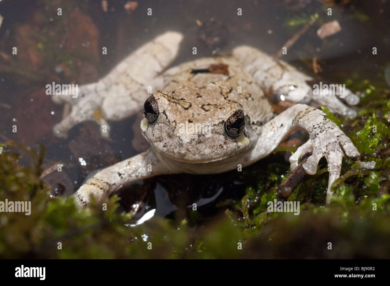 Grigio orientale raganella, Hyla versicolor, STATI UNITI D'AMERICA Foto Stock