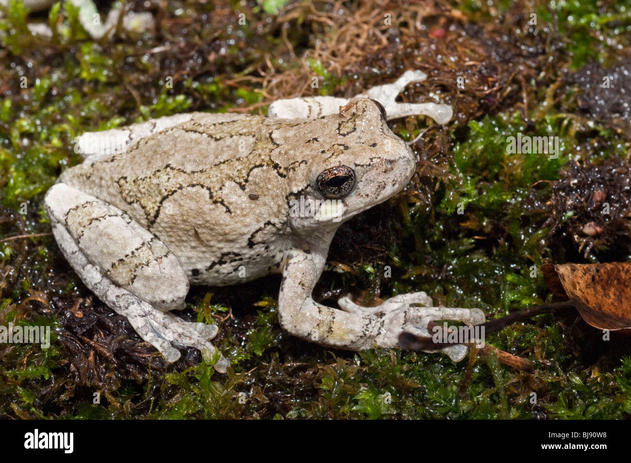 Grigio orientale raganella, Hyla versicolor, STATI UNITI D'AMERICA Foto Stock