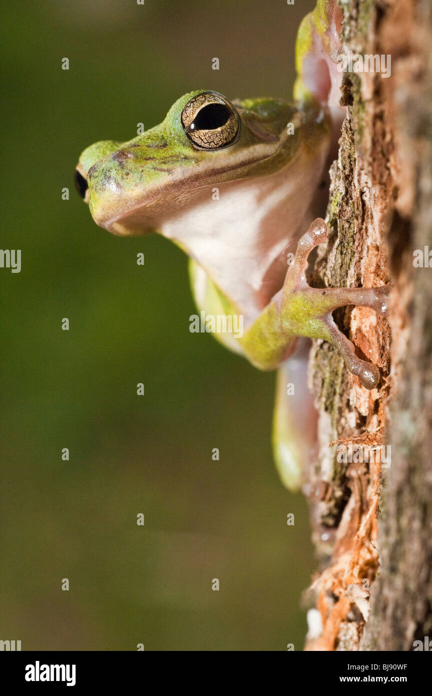 Il ranocchio verde, Hyla cinerea, è una specie di comune nel sud e sud-est degli Stati Uniti. È stato un anfibio Foto Stock