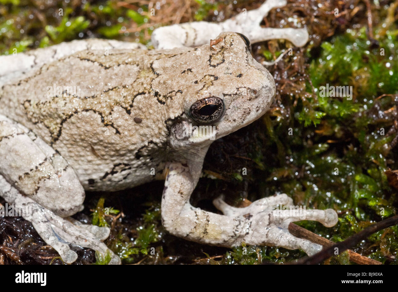 Grigio orientale raganella, Hyla versicolor, STATI UNITI D'AMERICA Foto Stock