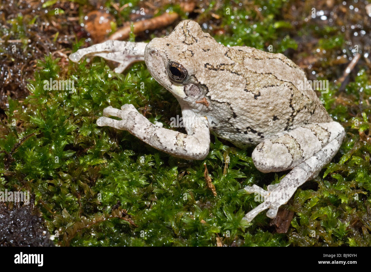 Grigio orientale raganella, Hyla versicolor, STATI UNITI D'AMERICA Foto Stock