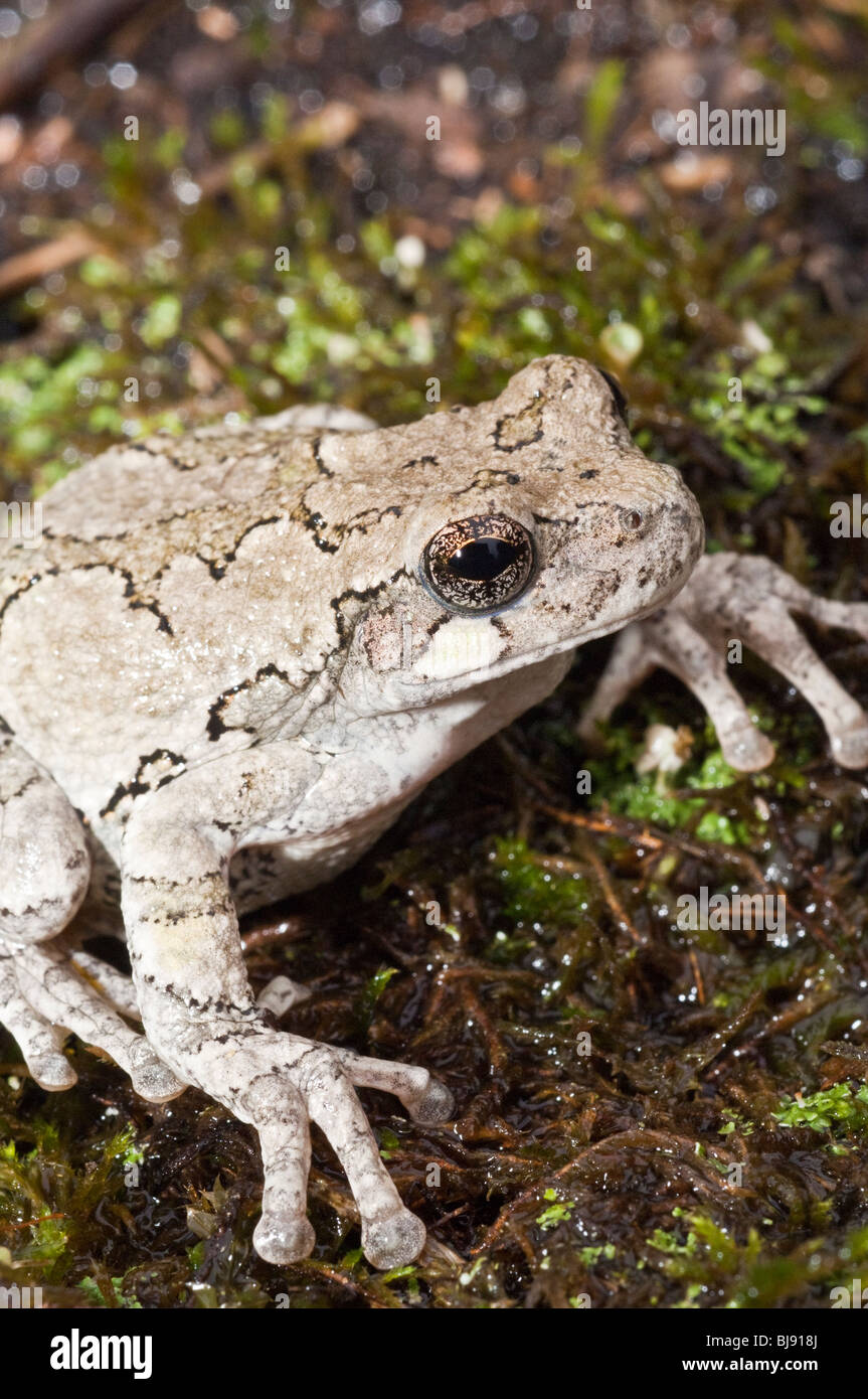 Grigio orientale raganella, Hyla versicolor, STATI UNITI D'AMERICA Foto Stock