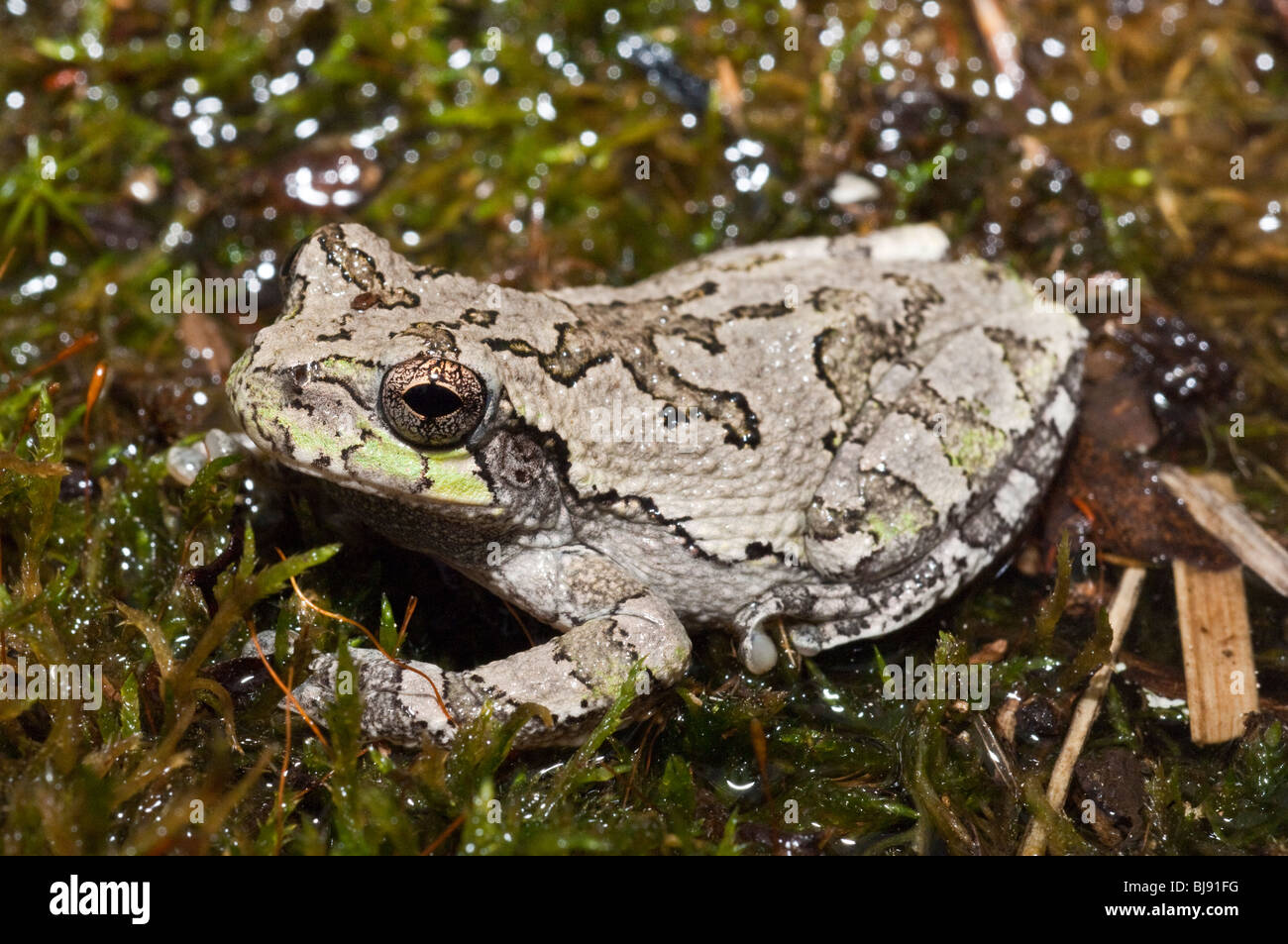 Grigio orientale raganella, Hyla versicolor, STATI UNITI D'AMERICA Foto Stock