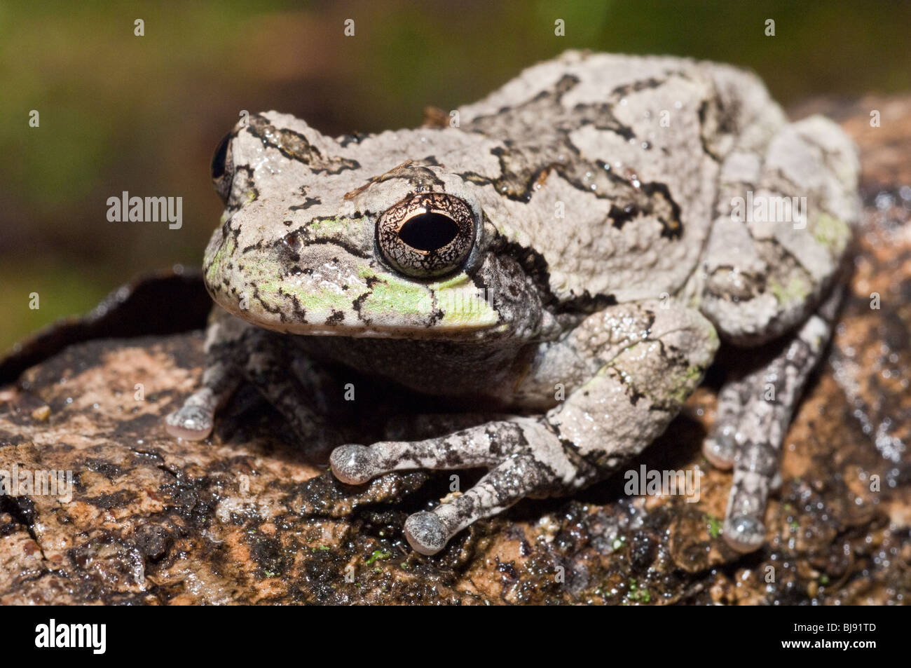 Grigio orientale raganella, Hyla versicolor, STATI UNITI D'AMERICA Foto Stock