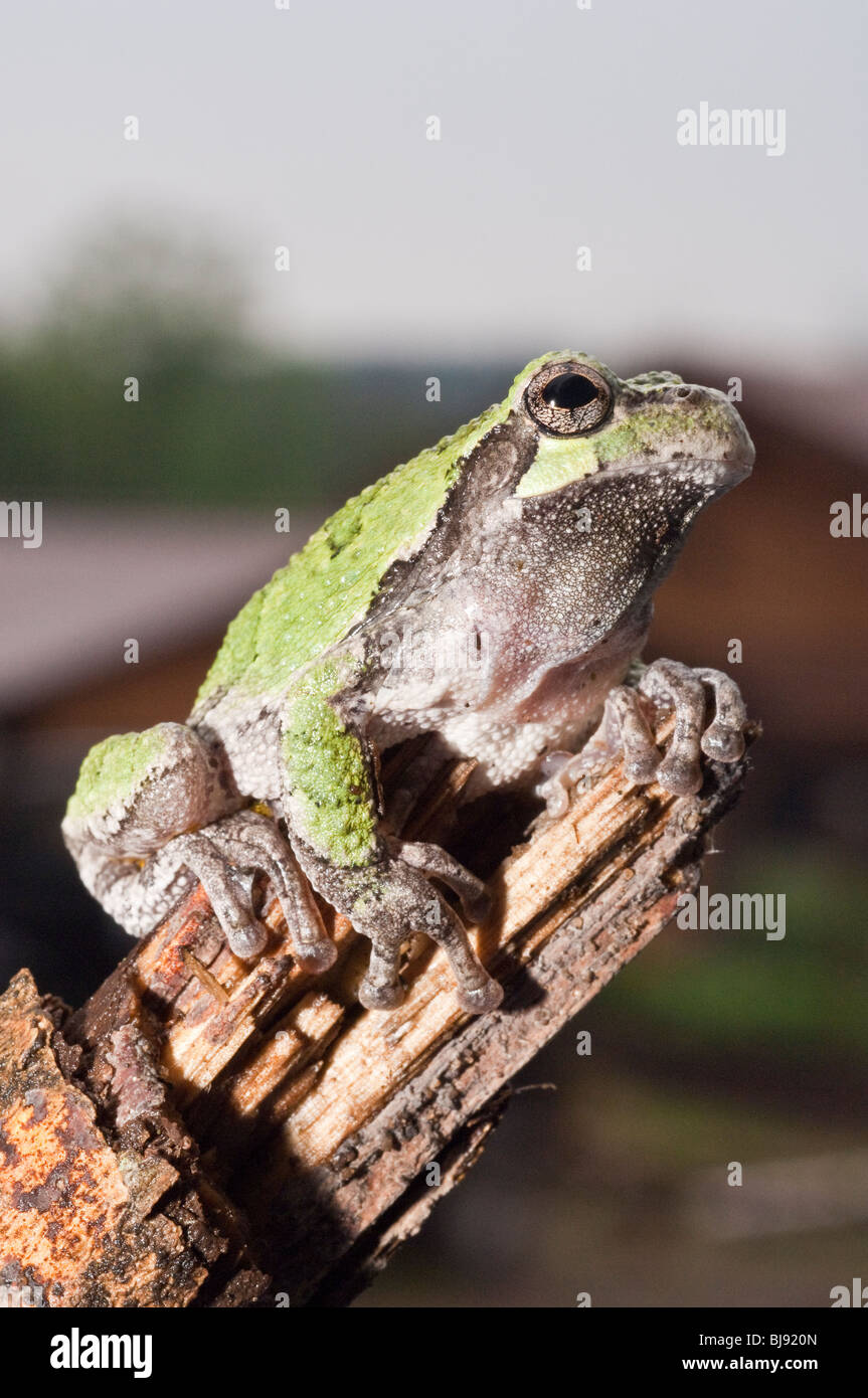 Grigio orientale raganella, Hyla versicolor, STATI UNITI D'AMERICA Foto Stock
