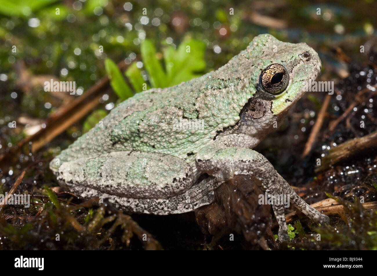 Grigio orientale raganella, Hyla versicolor, STATI UNITI D'AMERICA Foto Stock