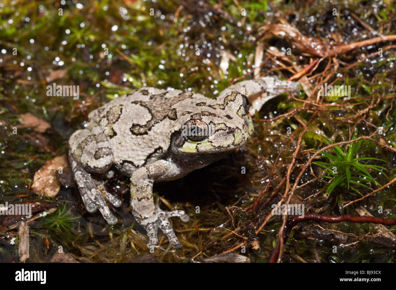 Grigio orientale raganella, Hyla versicolor, STATI UNITI D'AMERICA Foto Stock