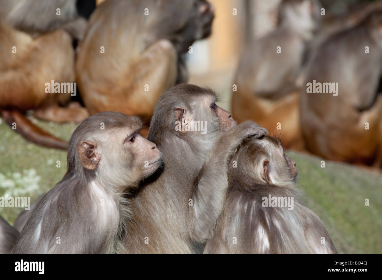 Scimmie rhesus in zoo Foto Stock