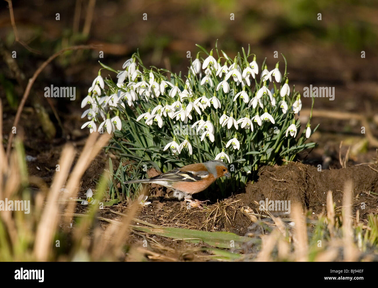 Fringuello Fringilla coelebs singolo adulto alimentazione maschio accanto al bucaneve REGNO UNITO Foto Stock