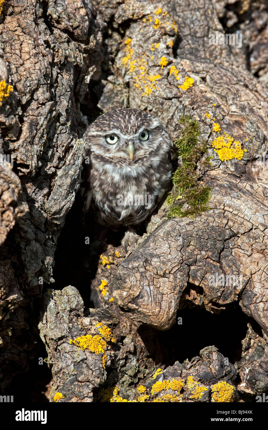 Piccolo gufo, Athene noctua REGNO UNITO Foto Stock