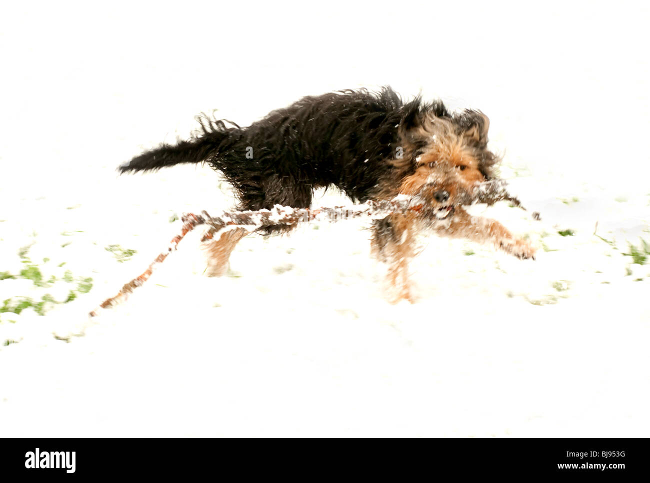 Cane con un bastone nella neve Foto Stock