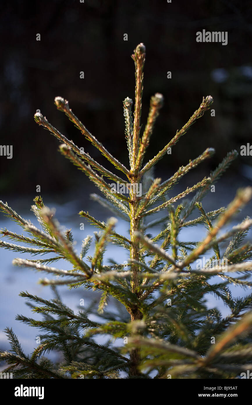 In prossimità della parte superiore di un giovane abete con la neve in background Foto Stock