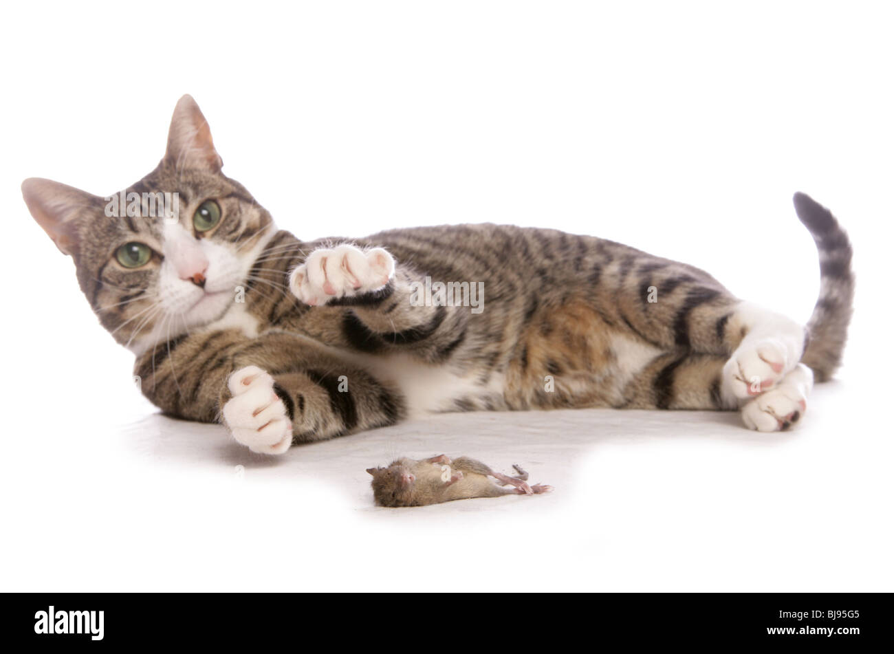 Il gatto domestico singolo adulto femmina con dead mouse Studio, REGNO UNITO Foto Stock
