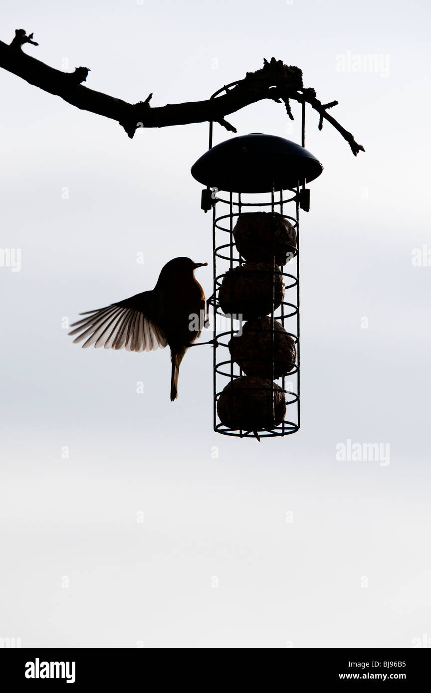 Silhouette di Robin su un grasso alimentatore a sfera pendente da un albero in un giardino. Regno Unito Foto Stock