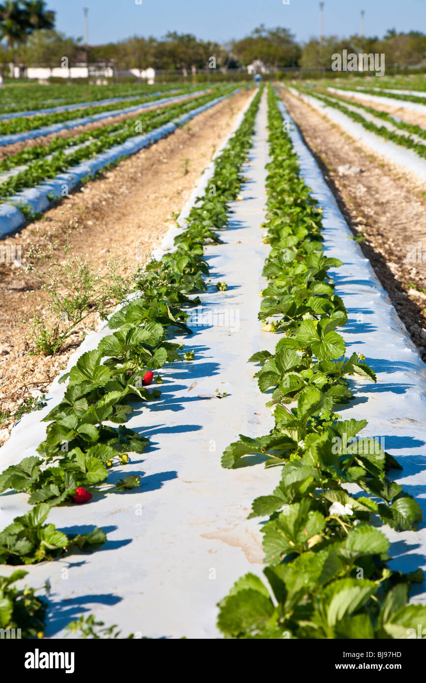 Sud FL - Dic 2008 - You-Pick strawberry farm lungo la US Highway 1 in Florida del sud. Foto Stock