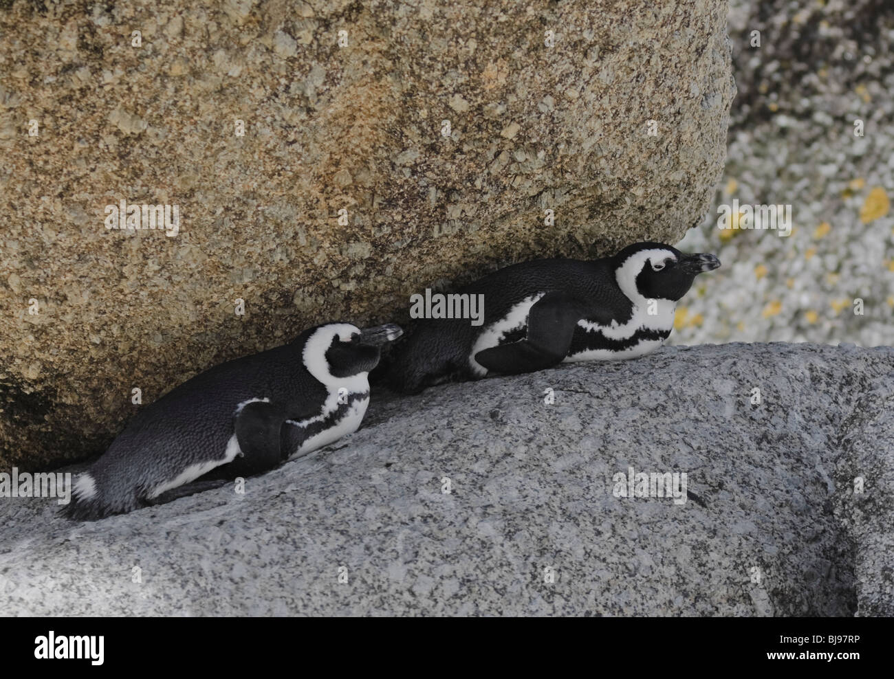 Pinguino africano (Spheniscus demersus) due pinguini Jackass in appoggio su di una roccia in ombra Simon's Town Sud Africa Foto Stock