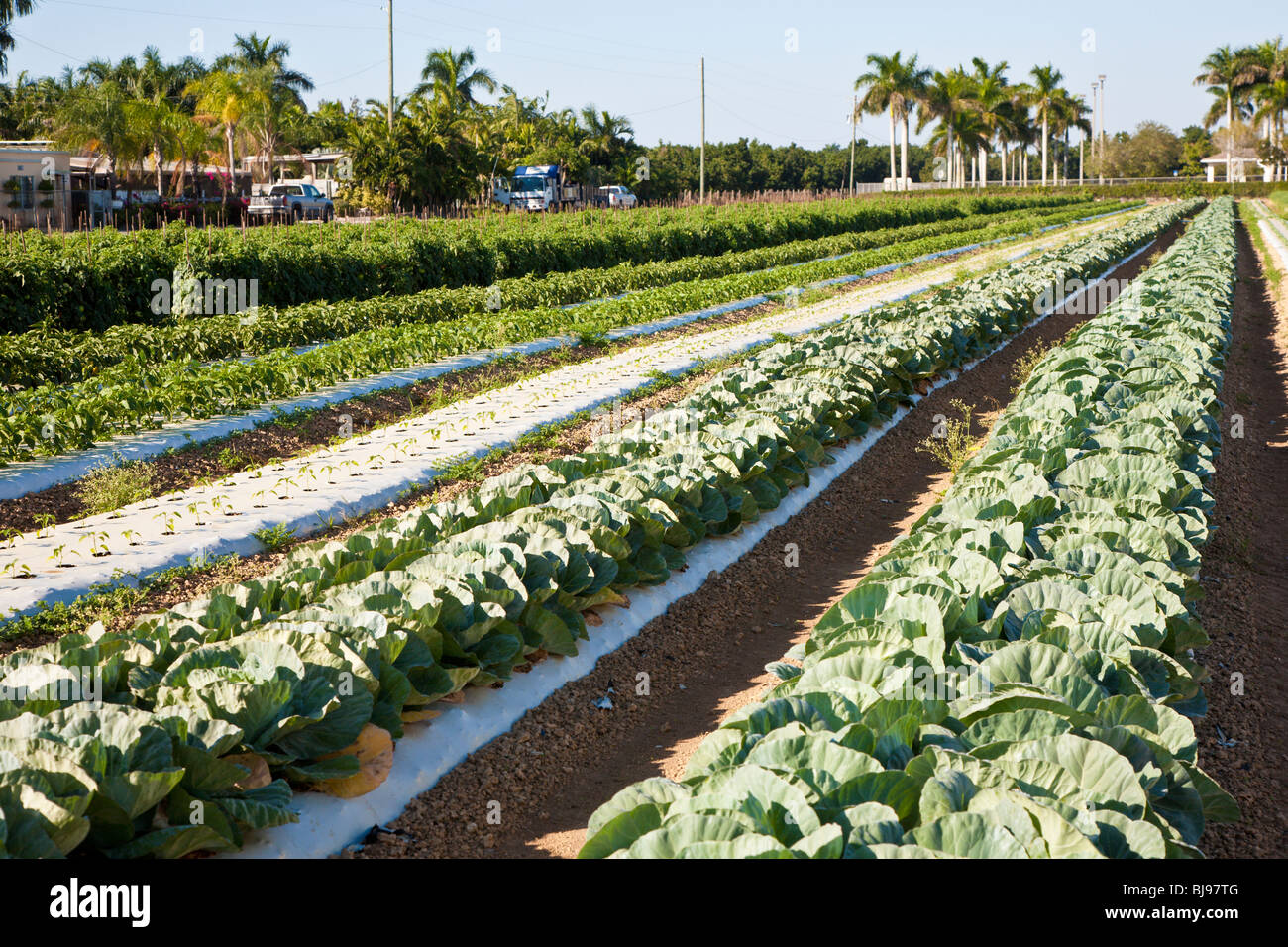 Sud FL - Dic 2008 - You-Pick farm vegetale lungo la US Highway 1 in Florida del sud. Foto Stock