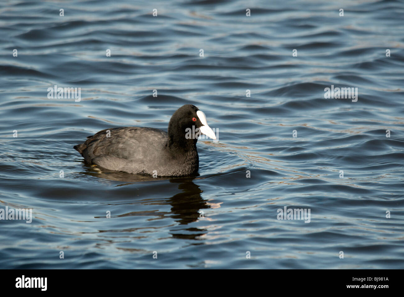 La folaga eurasiatica (fulica atra) è conosciuto anche come la folaga o folaga comune. Foto Stock