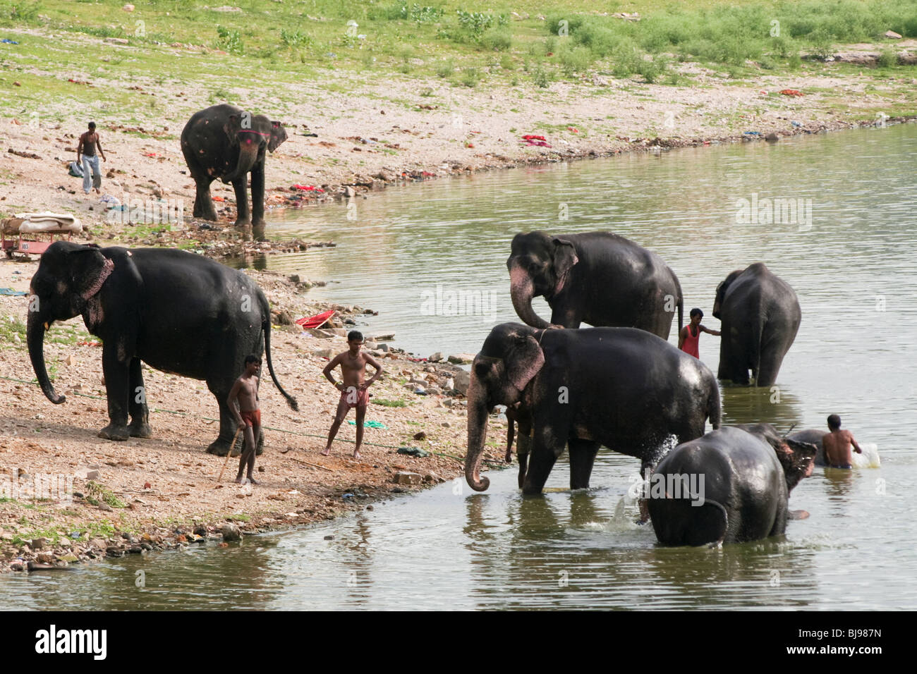 In India gli elefanti elefanti indiani Jaipur Rajasthan Foto Stock