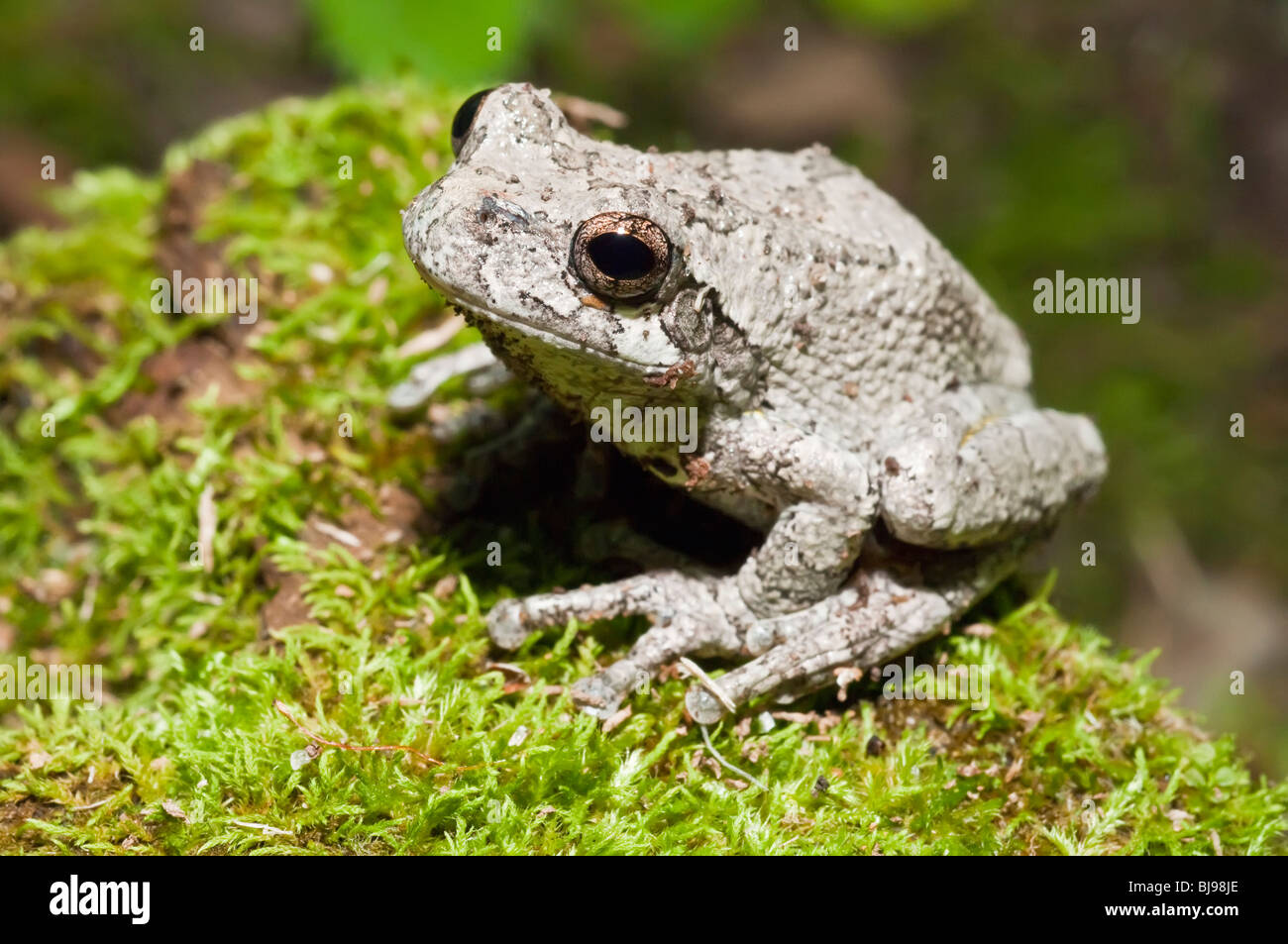 Grigio orientale raganella, Hyla versicolor, femmina, STATI UNITI D'AMERICA Foto Stock