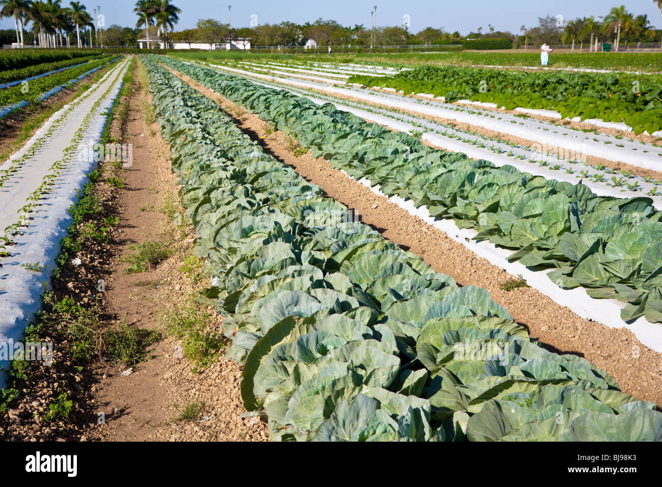 Sud FL - Dic 2008 - You-Pick farm vegetale lungo la US Highway 1 in Florida del sud. Foto Stock
